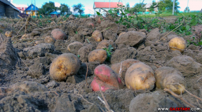 «Сегодня один фермер производит в 4-5 раз больше картофеля, чем не самый последний колхоз на Гомельщине во времена позднего СССР»