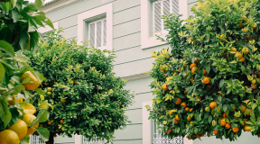 Как превратить апельсины в электроэнергию? Пример Испании