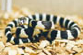Минчанка укротила ершиком для унитаза экзотическую змею