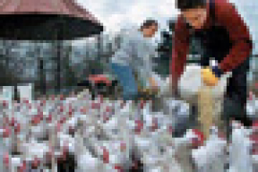 «Молодечненская птицефабрика» продает отравленных кур