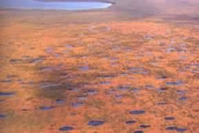 Марсианский пейзаж в белорусских болотах