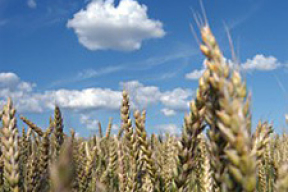 Начал действовать запрет на экспорт зерна из России в Беларусь и Казахстан