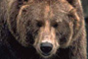 В Городокском районе проснулся Фантомас и еще почти два десятка бурых медведей