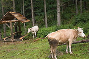 Подготовка к военно-спортивному празднику загнала коров в леса