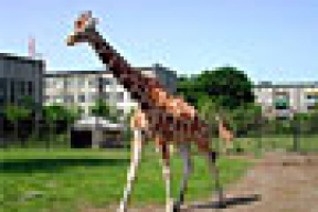 Калининградский зоопарк отказался называть жирафа Искандером