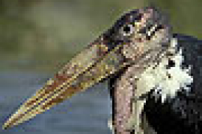 В Витебской области поймали экзотическую птицу марабу