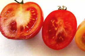 Сравните цены на белорусский, турецкий и испанский помидоры