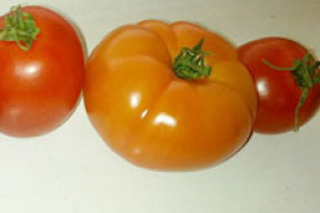 Главный экономист овощной фабрики объяснил, почему помидоры не должны быть красными