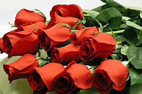 Из-за «14 февраля» и «8 марта» голландская роза вырастет в цене на 5 тысяч