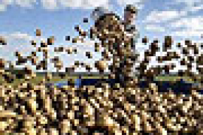 Больше всего за первое полугодие в Беларуси подорожали картофель, сахар и бензин