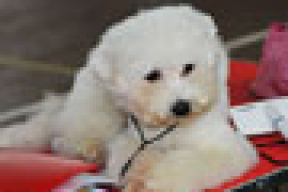 Собачий «Листопад»