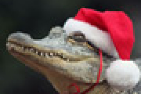 Зубастый Санта (фотофакт)