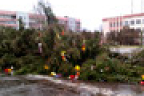 В Чаусах упала главная елка (фото)