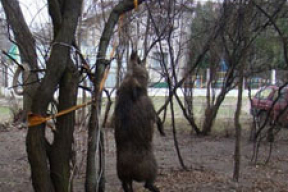 В центре Минска повесили убитого кабана
