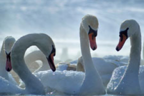 Как в студеный мороз минчане могут помочь лебедям (фото)