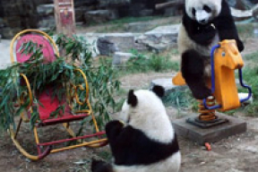 Один день из жизни гигантских панд в Пекинском зоопарке (фото)