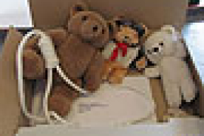 В администрацию президента выслали посылку с медведями из Гааги (фото)