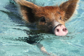 Плавающие свиньи
