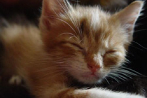 Як я ратаваў кацянё праз Facebook