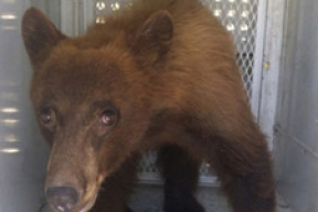 В норвежский дом вломились медведи и выпили 100 банок пива