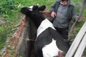 В Гомельской области спасли корову (фото)