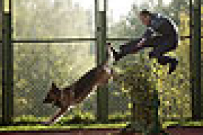 Кто прыгает лучше – собака или милиционер? (фотофакт)
