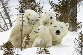 Белая медведица и дети