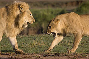 Как львицы прогоняют льва