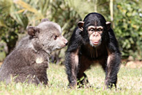 Гризли с шимпанзе сдружились (фото)
