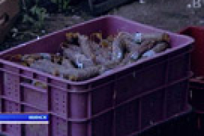 Зачем в центре Минска подростки отмывают протухшую колбасу?