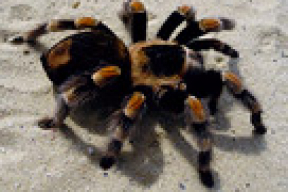 Ядовитые пауки-тарантулы прижились в Беларуси