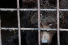В Молодечненском районе в вольерах погибает семья бурых медведей?