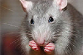 «Крысы не выходили стройными рядами на улицы Минска»