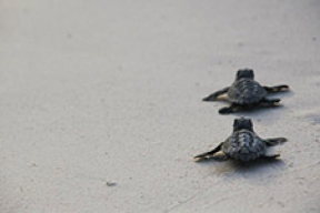 Рождение маленьких черепашек (фото)