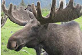 В Могилеве заблудившийся лось несколько часов бродил по городу