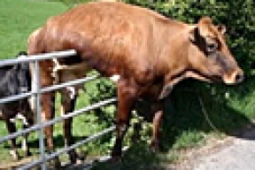 Коровы бегут на зов Прокоповича