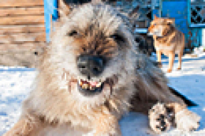 Как искать хозяина потерянной собаки