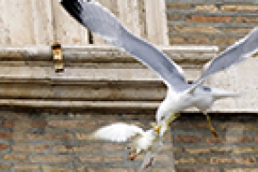 Чайка и ворон напали на голубей мира, выпущенных папой Франциском