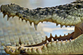 Крокодил Федя, на которого упал бухгалтер, летит в Москву на съемки