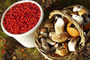 Урожай ягод и грибов в этом году будет меньше, чем в прошлом