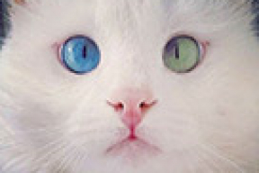 Найден «самый красивый в мире» кот