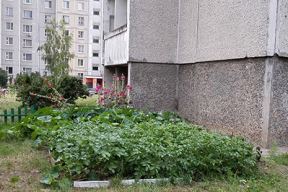 Картошка под балконом как символ белорусской экономической модели