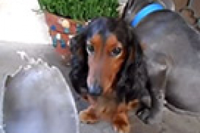 Невероятно жизненное видео: «Ну, и кто сгрыз мой тапок?»