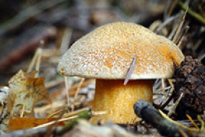 Лес, грыбы і «партызаны»