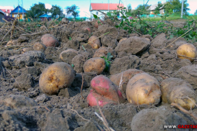 Глобальное потепление: могут ли белорусы остаться без своего картофеля и льна