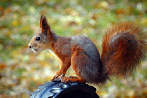 Восень у вялікім горадзе