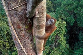 9 удивительных фото живой природы