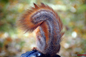 Пухнаты пазітыў — частаванне вавёрак у гарадскім парку (фота, відэа)