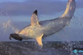 Нападение акул в замедленной съемке