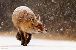 Тёплое рыжее счастье: милые фото лис